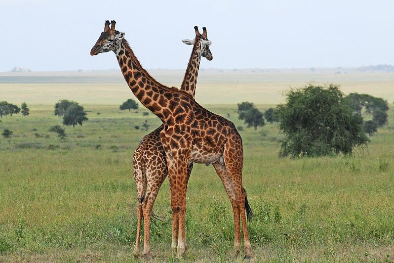 El Serengueti, hogar de la vida salvaje africana