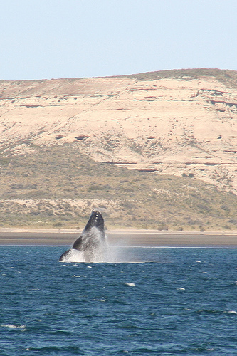 Avistamiento de ballenas
