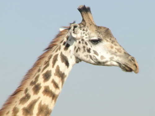 Parque Nacional de Nairobi, nos vamos de safari a África