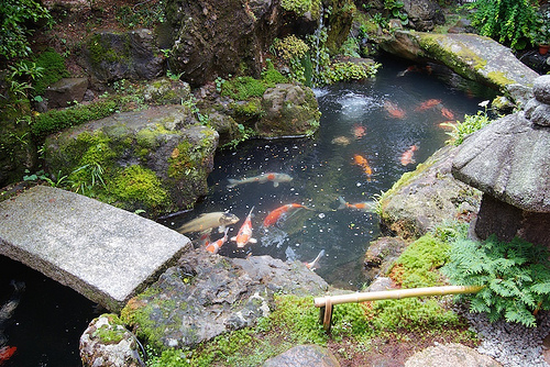 Large koi stalk around under the stone bridges of a Japanese zen garden.