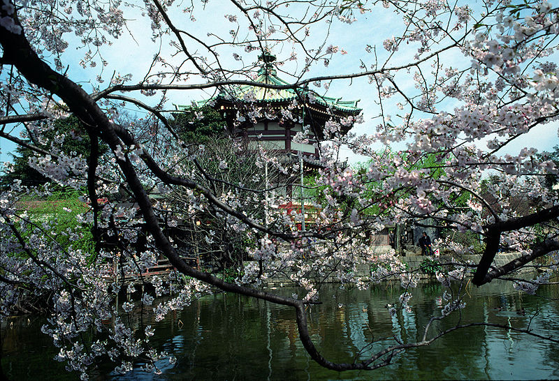 El magnífico espectáculo de la primavera en Tokio