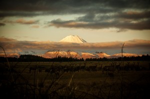 Les presento Nueva Zelanda, la tierra del Hobbit