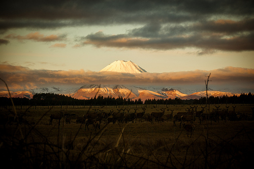 Les presento Nueva Zelanda, la tierra del Hobbit