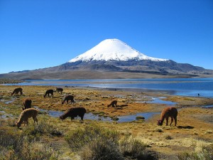 Recorrido por el Parque Nacional Lauca, Chile