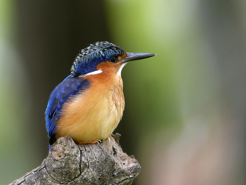 Las diversas especies de aves de Magadascar