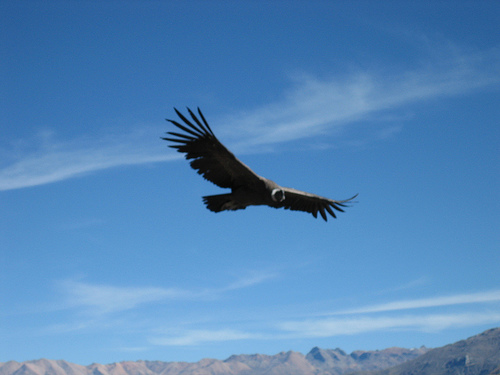 El majestuoso vuelo del cóndor
