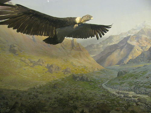 La Quebrada del Cóndor, donde observar el soberbio vuelo de estas aves
