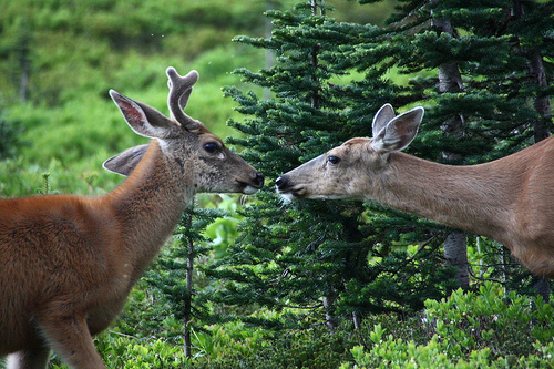 Parque Nacional Monte Rainier