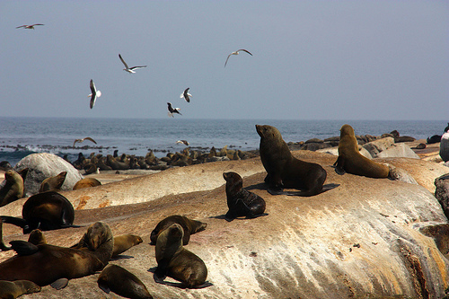 Seal Island