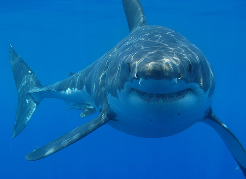Una real aventura: visitar Seal Island y ver al gran tiburón blanco