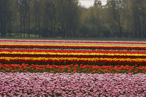 Flevolanda, Países Bajos: tierra de tulipanes y espectaculares campos