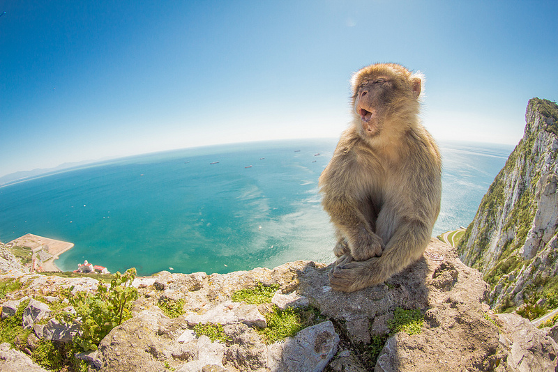 monos de gibraltar