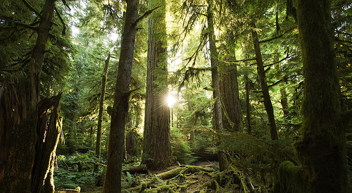 Cathedral Grove en Canadá, árboles de más de 800 años de edad