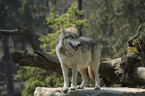 El Lobo Park lobos en el corazón de la sierra de Antequera