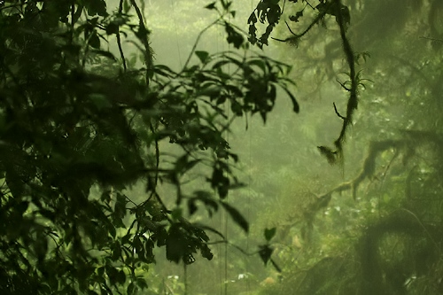 El Parque Nacional Los Quetzales de Costa Rica, la selva más pura