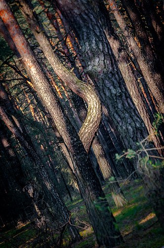 El bosque torcido