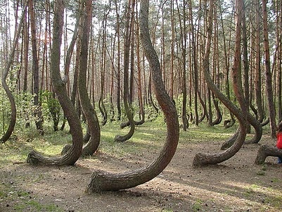 El misterio del bosque torcido de Polonia