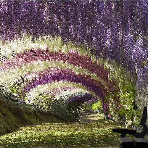 El túnel de la Wisteria, una belleza de Japón