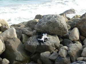 Tashirojima, la isla de los gatos