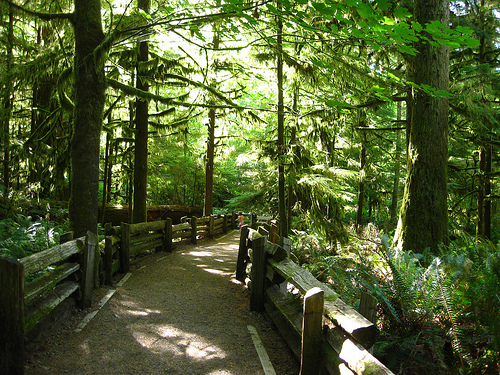 The Big Tree, el tesoro del Parque Provincial MacMillan