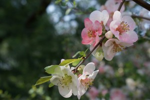 Tres lugares para ver los cerezos florecer
