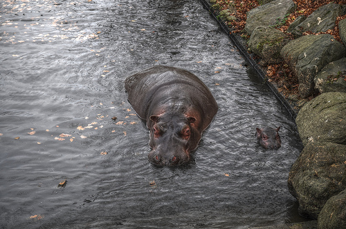 Zoo de Dublín
