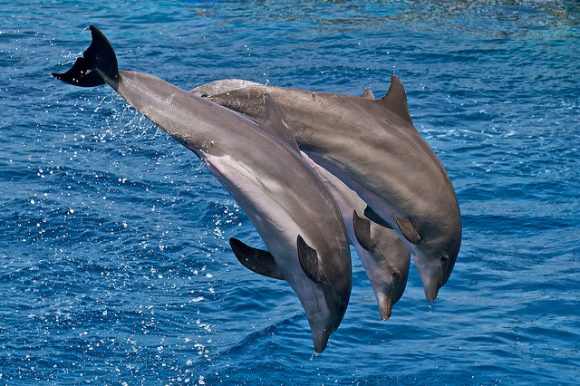 Buscar delfines en el Algarve
