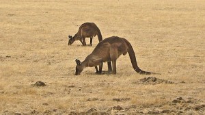 El Paraíso de Flora y Fauna de la Isla Canguro