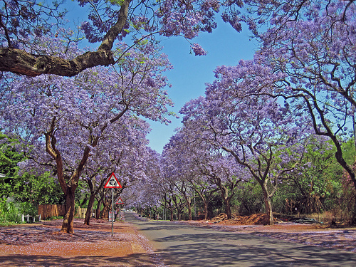La ciudad de Pretoria: capital de Jacarandás y diplomáticos