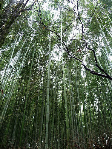 Bosque de Bambú, Japón