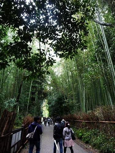 Bosque de Bambú