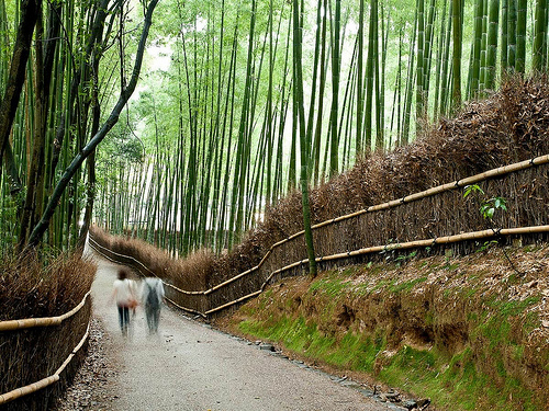 El bosque de bambú en Japón, una estampa inolvidable