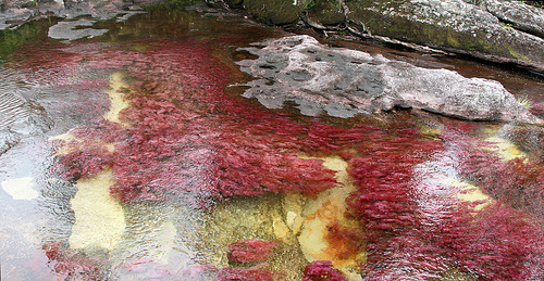 El río de los cinco colores