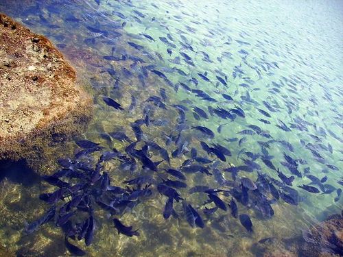 Gran vida submarina  Lú Lacer