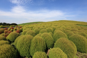 Hitachi Seaside Park, Japón