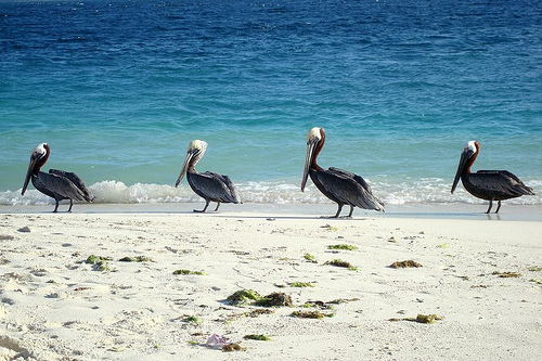 Los Roques