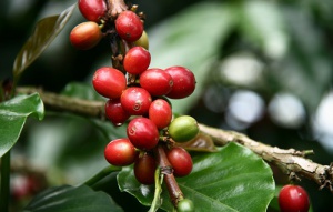 La Zona Cafetera de Colombia: el mejor café y turismo