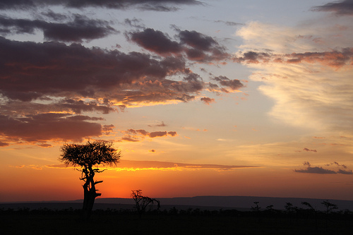Safari fotográfico en África, siente la llamada de la selva