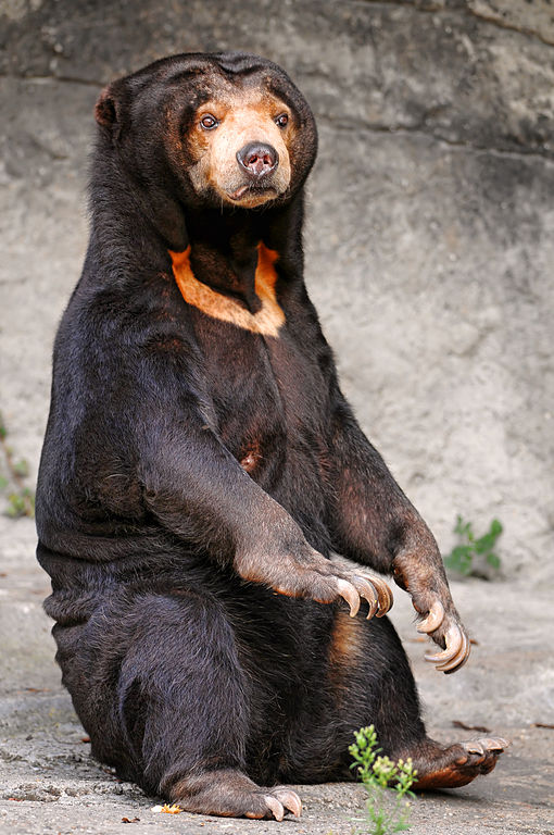 510px-Sitting_sun_bear