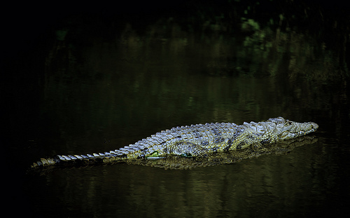 El río más largo del mundo