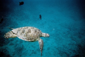 Hoteles submarinos, dulces sueños bajo el agua