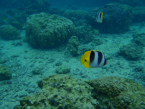 arrecifes-de-coral-huahine