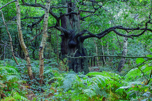 bosque-sherwood-inglaterra