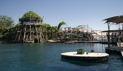 dolphin-reef-israel