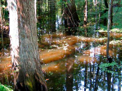 el-pantano-embrujado-manchac