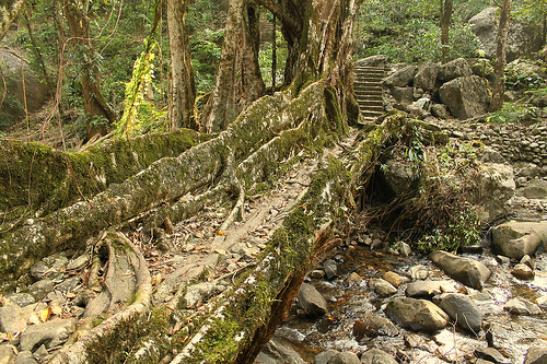 los puentes más hermosos del planeta-Meghalaya