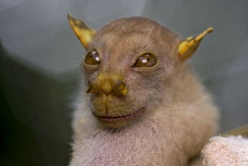 Los 6 animales más raros del mundo