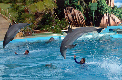 zoomarine-delfines-el-algarve