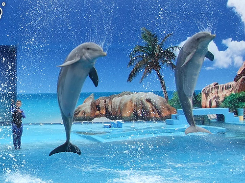 Nadar con delfines, los mejores lugares