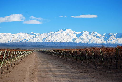Los viñedos en Mendoza.